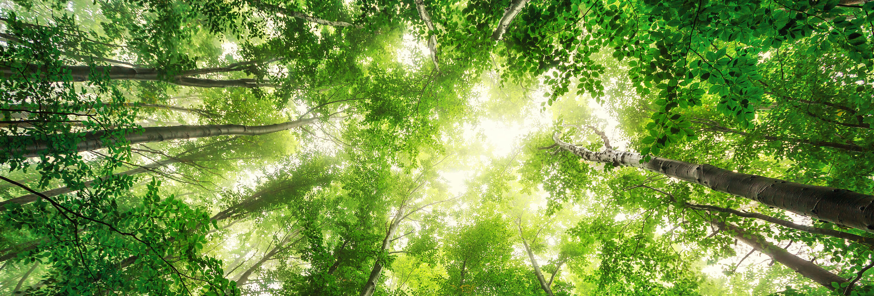 Vue dans le feuillage vert d'une forêt avec des rayons de lumière